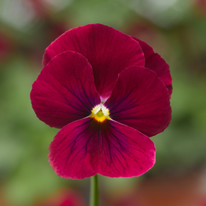 Viola Rose Blotch